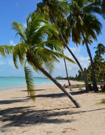 De Maceió a São Miguel dos Milagres: Descubra as melhores praias de Alagoas
