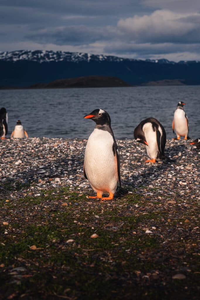 Pinguins na Pinguinera Terrestre de Ushuaia